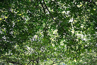 《符文工厂3豪华版》Steam页面上线  9月6日发售